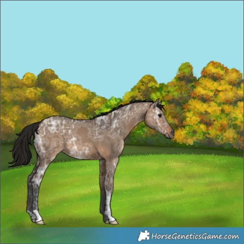Horse Color:Gray Bay Ice Dun 