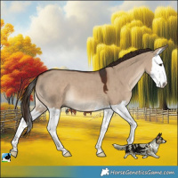 Horse Color:Liver Red Dun Splash