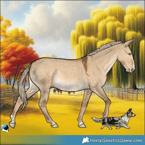 Horse Color:Chocolate Palomino Dun Splash Rabicano 