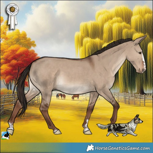 Horse Color:Liver Red Dun Splash Rabicano 