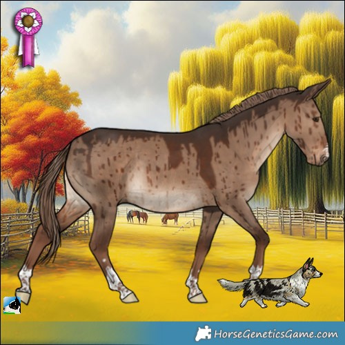 Horse Color:Liver Red Dun Rabicano Brindle 