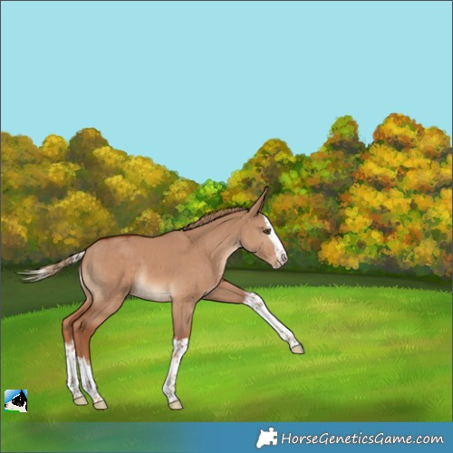 Horse Color:Red Dun Splash 