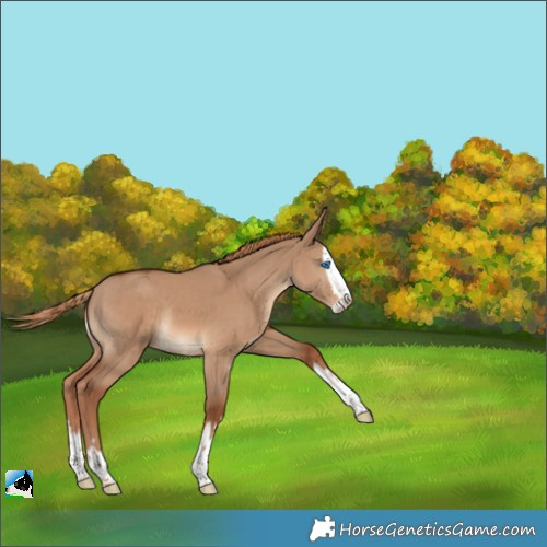Horse Color:Red Dun Splash Rabicano 