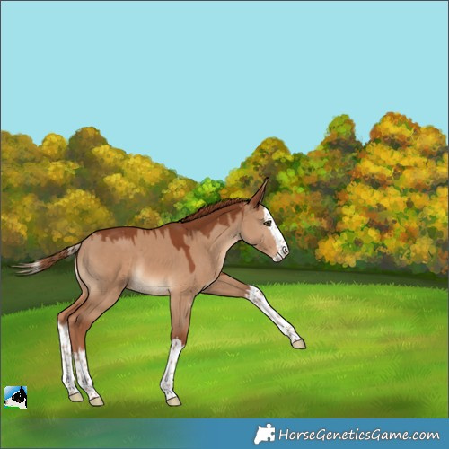 Horse Color:Red Dun Splash 