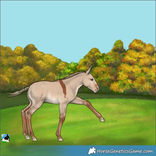 Horse Color:Red Dun Splash 
