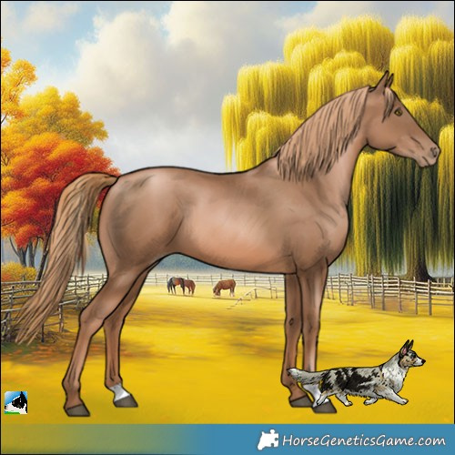 Horse Color:Liver Chestnut Pearl 