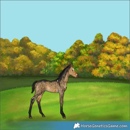 Horse Color:Gray White Spotted Buckskin Dun Brindle 