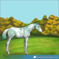 Horse Color:Watercolor White Spotted Black Ice Sabino Rabicano 