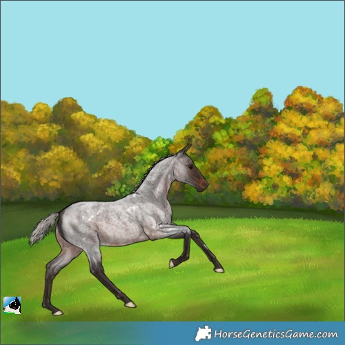 Horse Color:White Spotted Silver Brown Roan 
