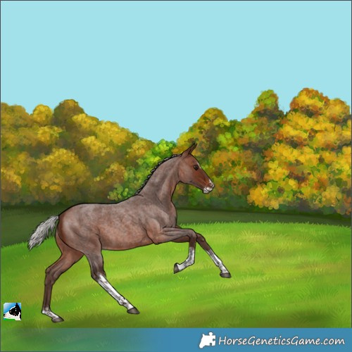 Horse Color:Silver Brown Roan Splash Tobiano 