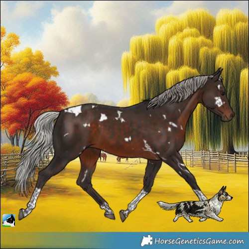 Horse Color:White Spotted Silver Brown Tobiano 