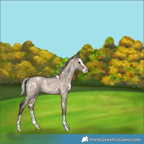 Horse Color:White Spotted Silver Brown Roan Dun Splash 