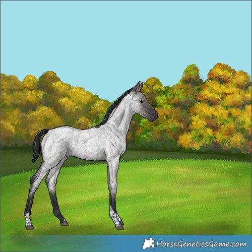 Horse Color:Grullo Roan Tobiano 