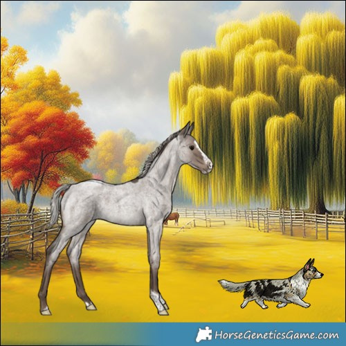 Horse Color:Silver Grullo Roan Splash Tobiano 