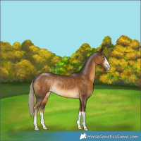 Horse Color:Chocolate Palomino Rabicano 
