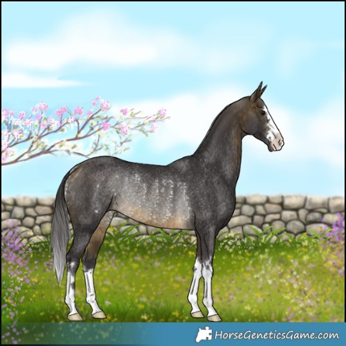 Horse Color:Buckskin Rabicano