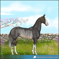 Horse Color:Buckskin Rabicano 