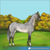 Horse Color:Buckskin Roan Rabicano 