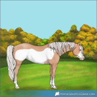 Horse Color:Silver Amber Champagne Frame 