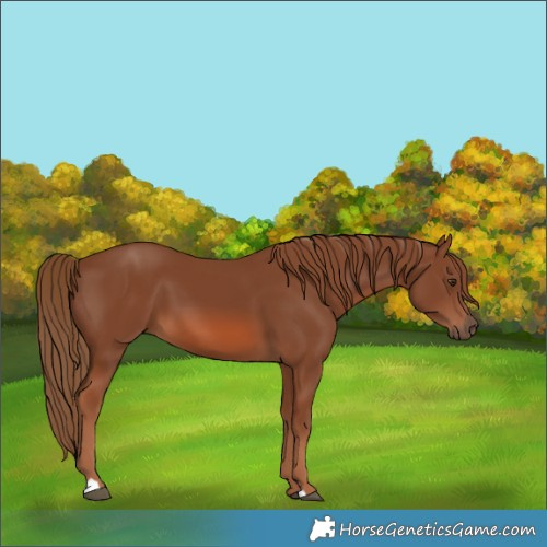 Horse Color:Chestnut 