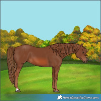 Horse Color:Chestnut 