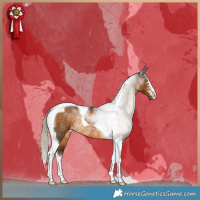 Horse Color:Chocolate Palomino Tobiano Rabicano