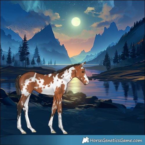 Horse Color:White Spotted Bay
