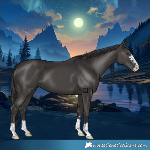 Horse Color:Smoky Black 