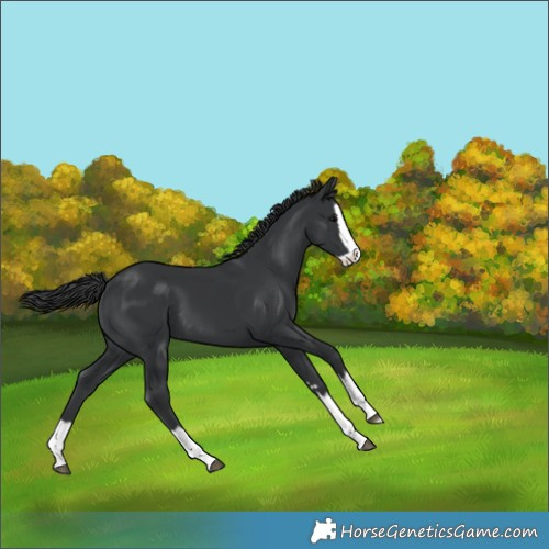 Horse Color:Black Splash 