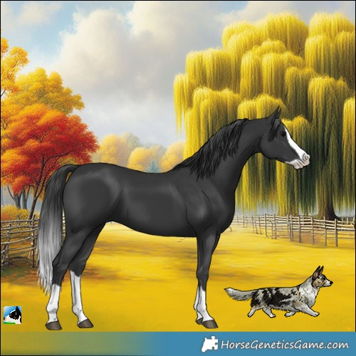 Horse Color:Black Splash 