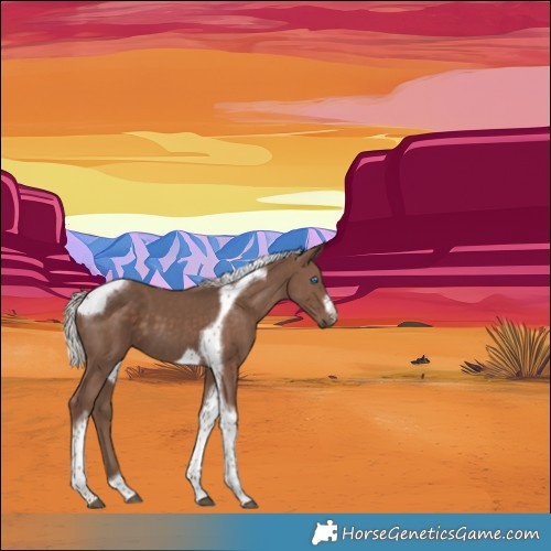 Horse Color:Silver Black Tobiano Frame 