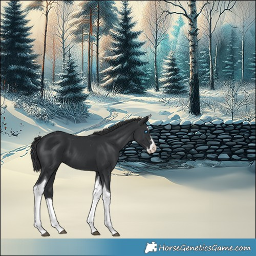 Horse Color:Black Splash Tobiano 