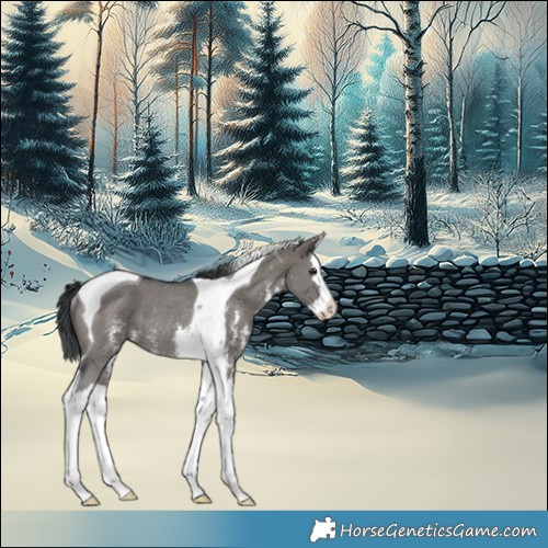 Horse Color:Grullo Sabino Splash Tobiano Rabicano 