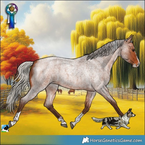 Horse Color:Silver Bay Roan Splash Tobiano 