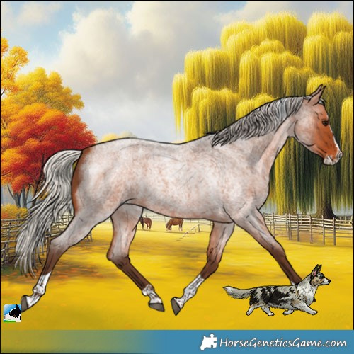 Horse Color:Silver Bay Roan Splash Tobiano