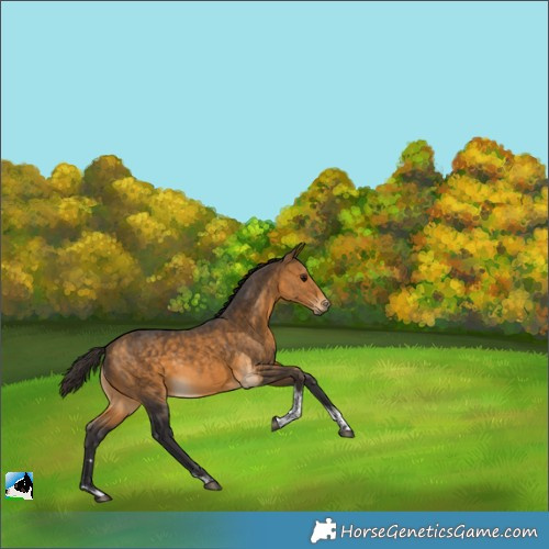 Horse Color:Buckskin Tobiano 