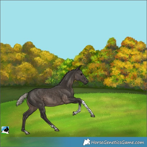 Horse Color:Gray Silver Black Tobiano 