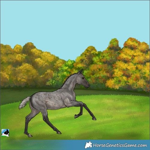Horse Color:Gray Silver Blue Roan 