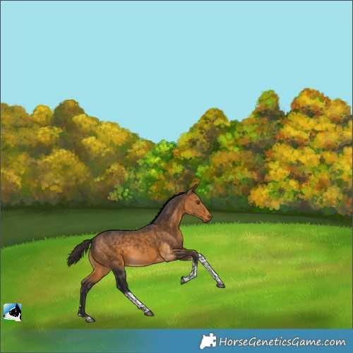 Horse Color:Buckskin Tobiano 