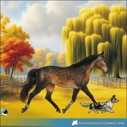 Horse Color:Gray Buckskin Tobiano