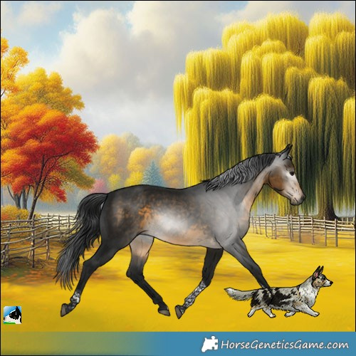 Horse Color:Gray Buckskin Tobiano 