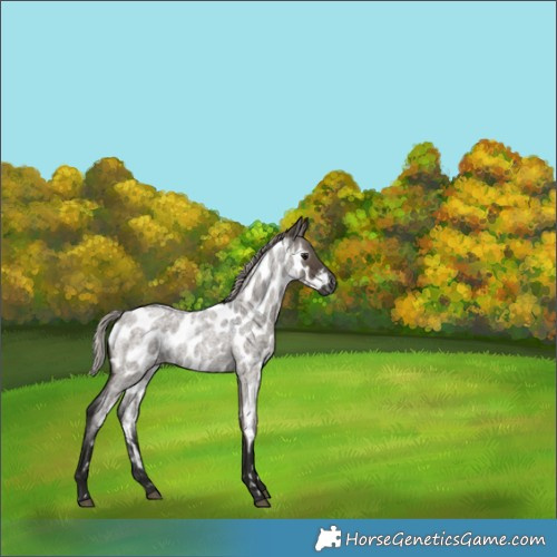 Horse Color:Gray Silver Grullo Roan Appaloosa 