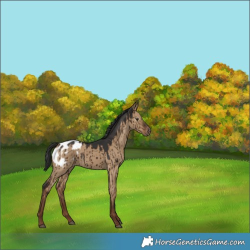 Horse Color:Gray Liver Red Dun Appaloosa Brindle 