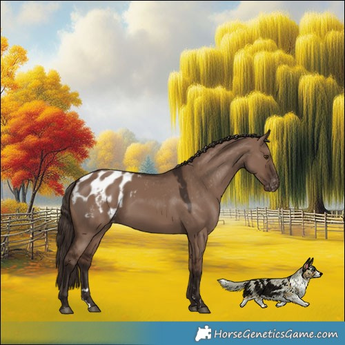 Horse Color:Liver Red Dun Appaloosa 