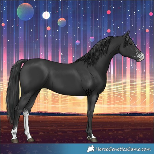 Horse Color:Black Sabino 