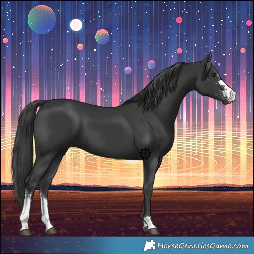 Horse Color:Black Sabino 