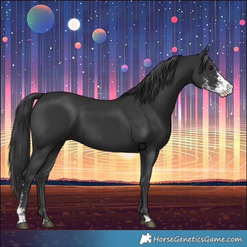 Horse Color:Black Sabino 
