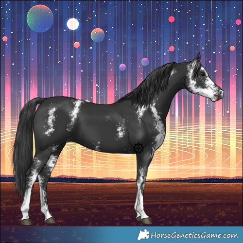 Horse Color:Black Sabino 