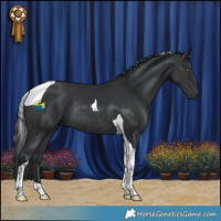 Horse Color:Black Tobiano Rabicano 