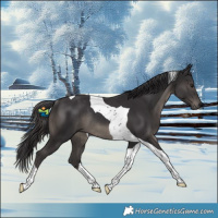 Horse Color:Smoky Black Tobiano Rabicano 